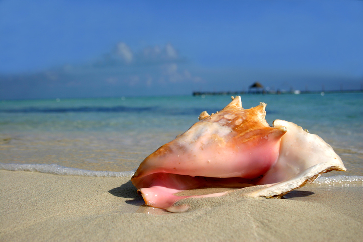 Cayman Islands Conch Season