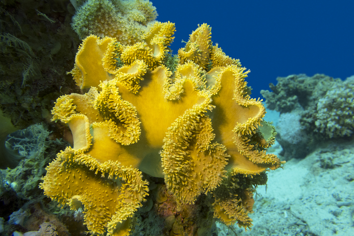 Cayman Islands Diving