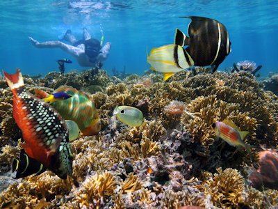 Grand Cayman Snorkeling