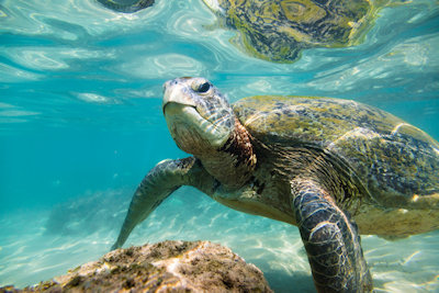 Popular Attractions in the Cayman Islands